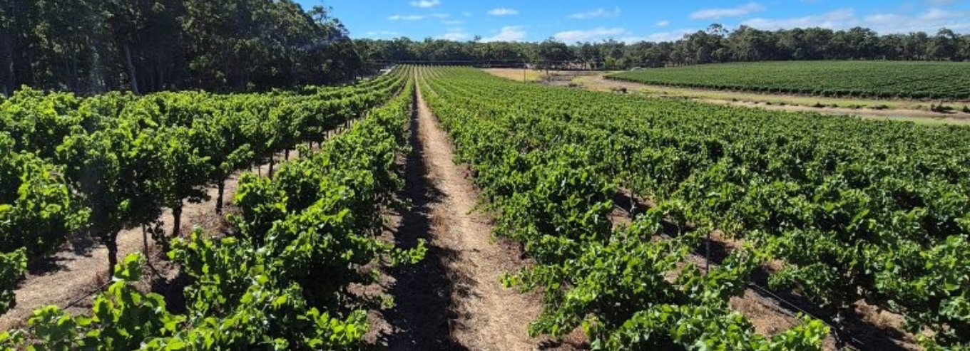 South by South West vineyard